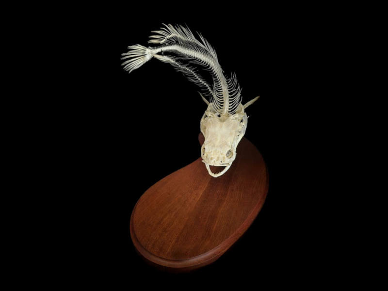 Fish skeleton and skull mounted on an oval hardwood base