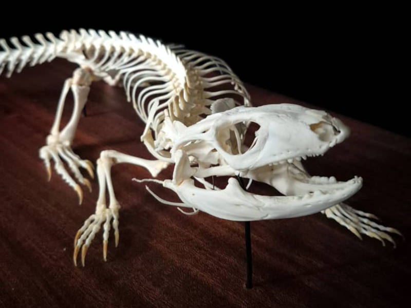 Full reptile skeleton articulated on a natural-edge hardwood base